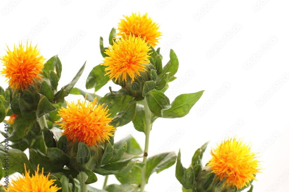 Obraz premium Sufflower on white background