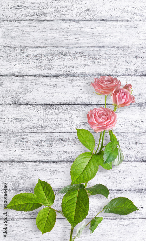 Pink roses flowers on background of shabby wooden planks in provence style