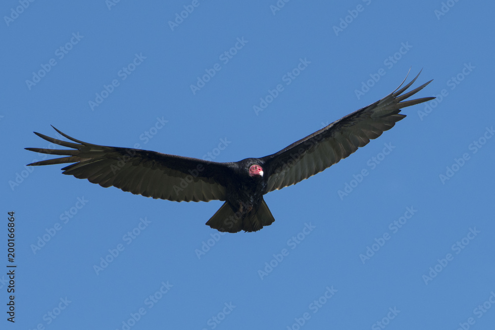 Fototapeta premium Vulture
