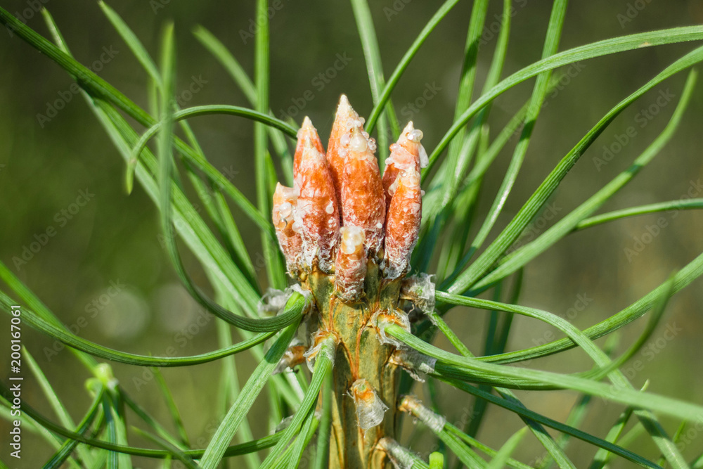 Young pine buds and fragrant pine needles Young pine buds and fragrant pine needles
