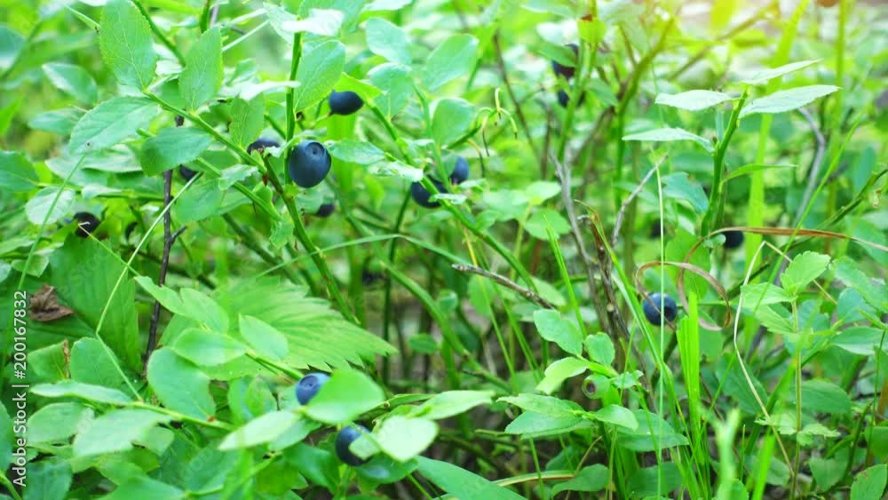 Fresh blue berries in a forest. Raw fresh blueberries close-up. Fresh blue berries in a forest. Raw fresh blueberries close-up.