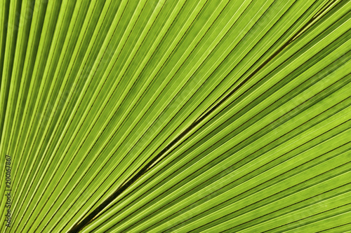 Tropical palm leaf. Abstract natural texture  exotic geometric green background