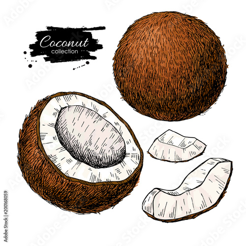 Vector hand drawn coconut set. Tropical summer fruit  illustrati