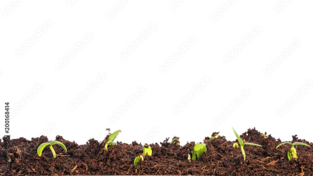 Germinating Green Cucumber Plants Seed Growing in Ground Agriculture Timelapse Time lapse