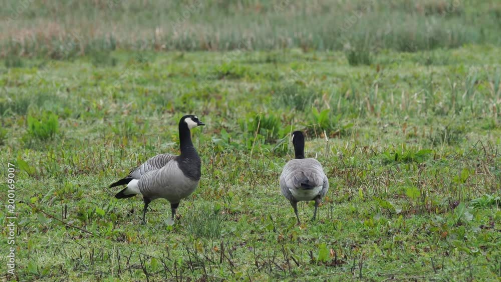 Canada Goose ( Branta canadensis ) walking on grass Canada Goose ( Branta canadensis ) walking on grass