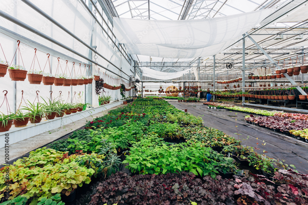 Growing of ornamental plants, shrubs and flowers for gardening in modern hydroponic greenhouse with climate control system Growing of ornamental plants, shrubs and flowers for gardening in modern hydroponic greenhouse with climate control system