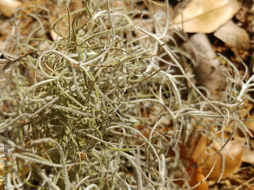Spanish Moss hanging from a tree outside in nature Spanish Moss hanging from a tree outside in nature