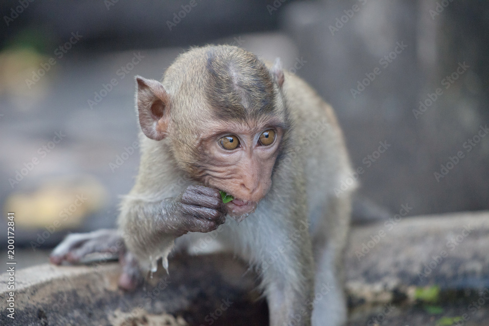 Naklejka premium 可愛いサル