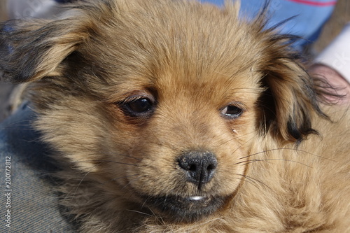 Help clean ticks from dogs.