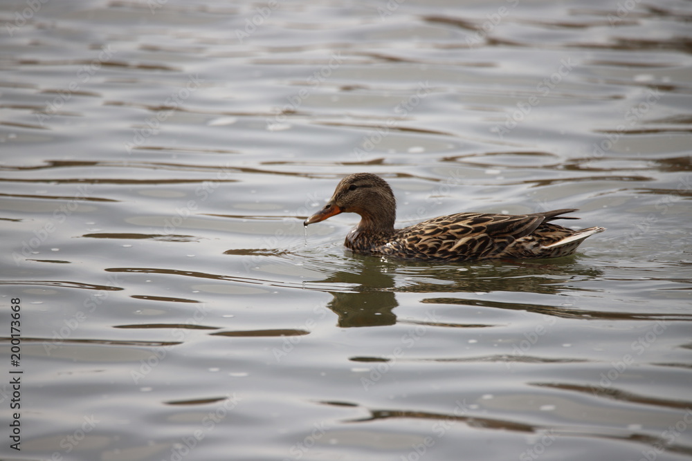 Mrs Mallard Swimming Mrs Mallard Swimming