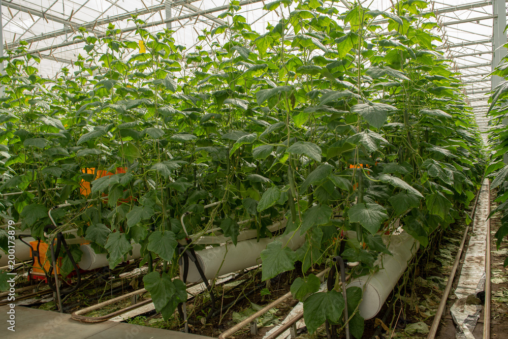 Big ripe long green cucumbers, growing in glass greenhouse, bio farming in the Netherlands