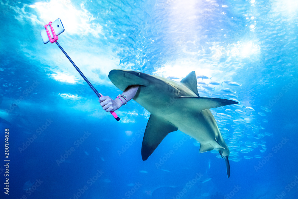 Obraz premium Podwodny rekin biały robiący selfie z ludzką ręką trzymającą kij do selfie. Podwodne morskie śmieszne tło.