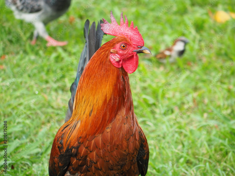 custom made wallpaper toronto digitalニワトリ