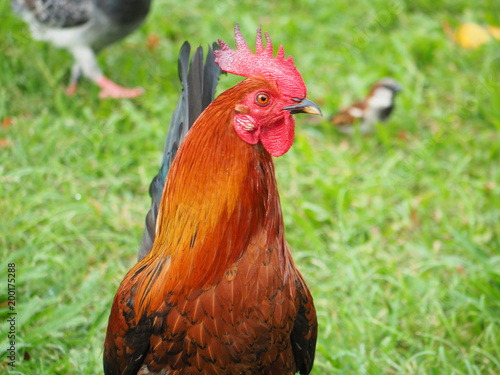 Wallpaper Mural ニワトリ Torontodigital.ca