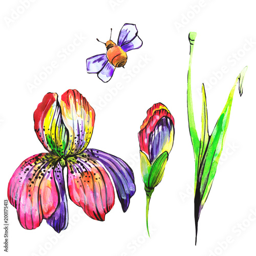 beautiful pink flowers ,bee, iris,on a white, hand drawn © aboard