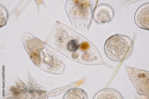 Marine aquatic plankton under microscope view