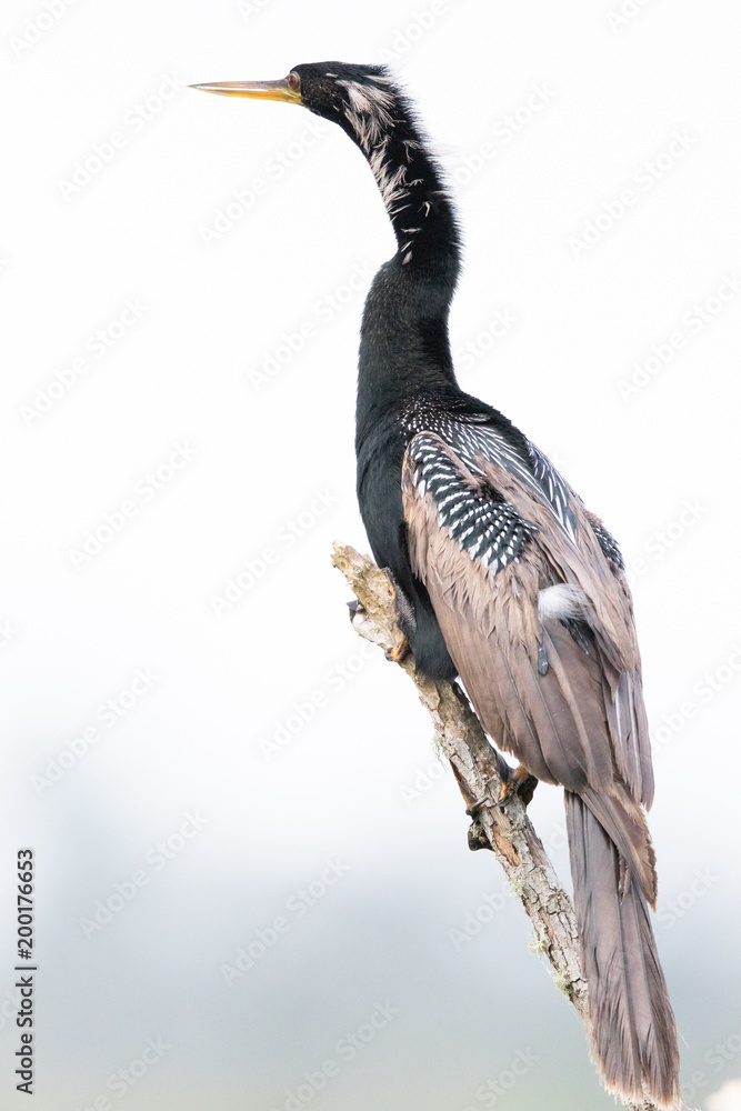 Fototapeta premium Anhinga