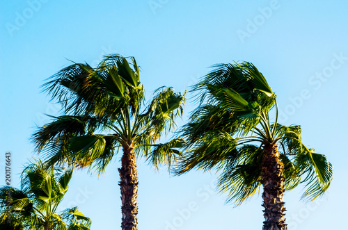 beautiful spreading palm tree, exotic plants symbol of holidays, hot day, big leaves photo