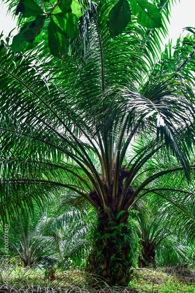 Fototapeta premium Oil palm tree, growing tall.