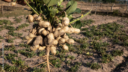 Harvesting peanut in the field photo