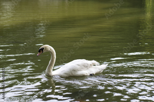 White Swan in Garden Pond