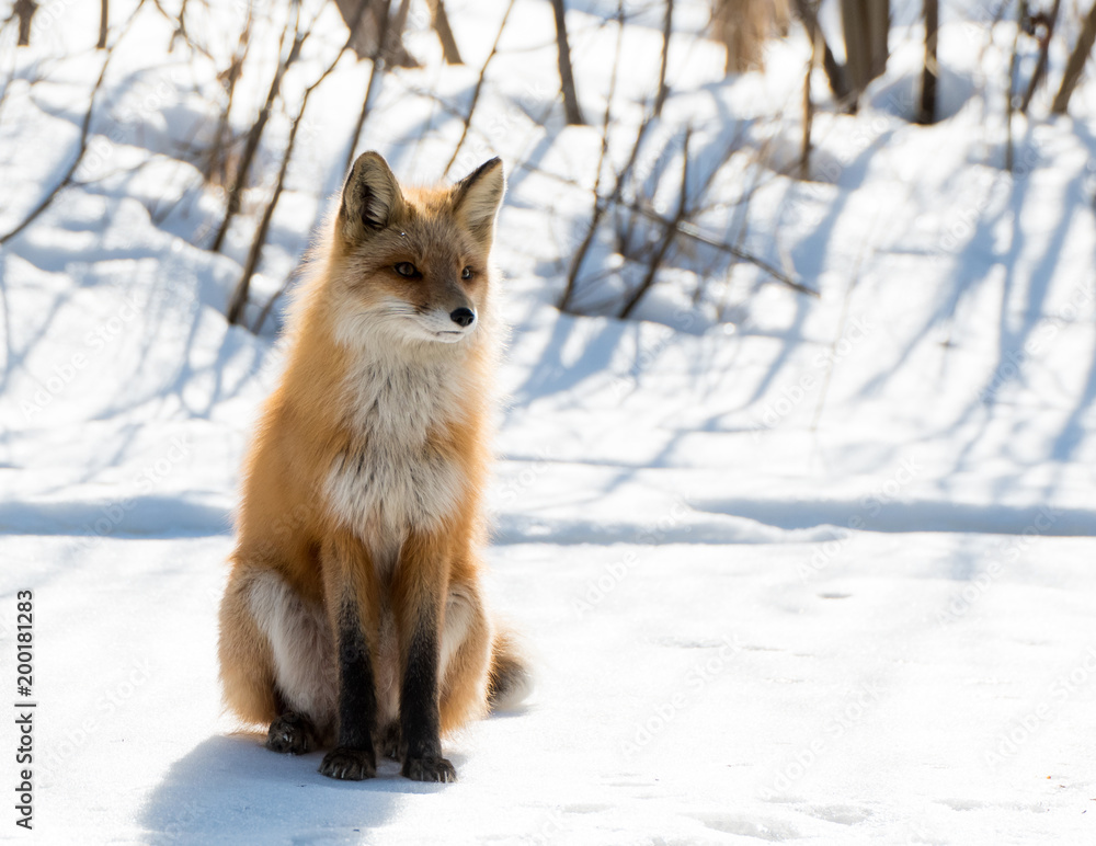 Fototapeta premium Red Fox Sits in on a Snow Patch