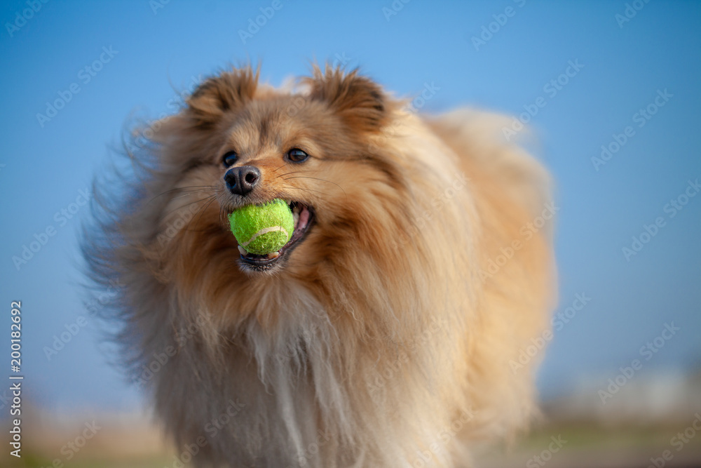a shetland sheepdog plays with a little ball a shetland sheepdog plays with a little ball