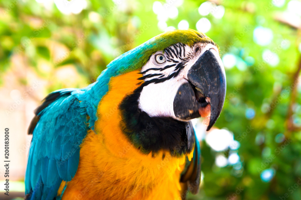 Fototapeta premium A portrair of a parrot eating seed