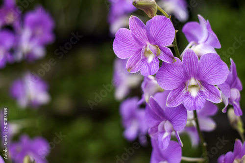 Deep Purple Orchid Flowers