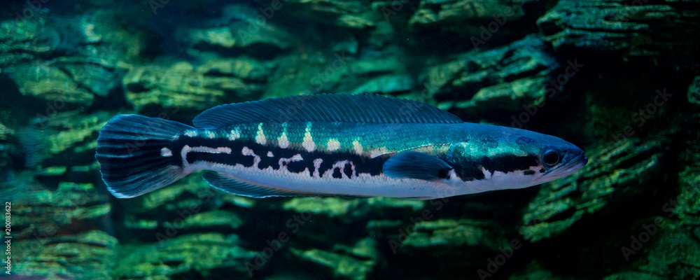 Fototapeta premium fish at aquarium, under water, animals