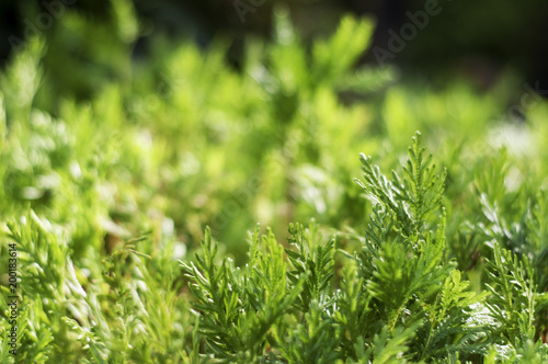 Small Green Plants