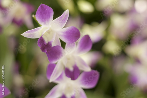 Purple Orchid Flowers