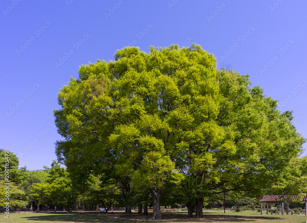 new green leaves in the park 