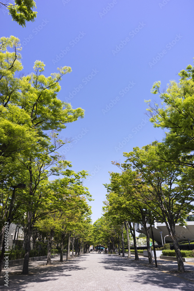 新緑の街路樹