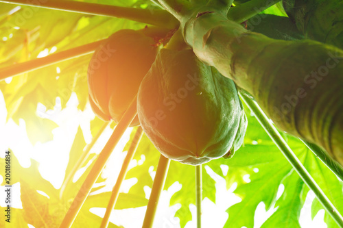 Papaya papaya, tree, fruit