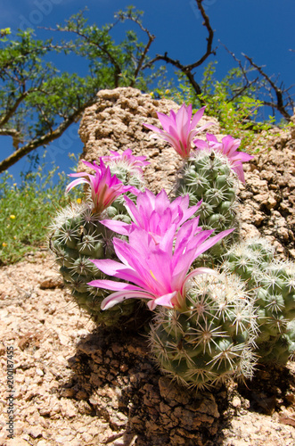 Quadro su tela Cactus, baja mexico.