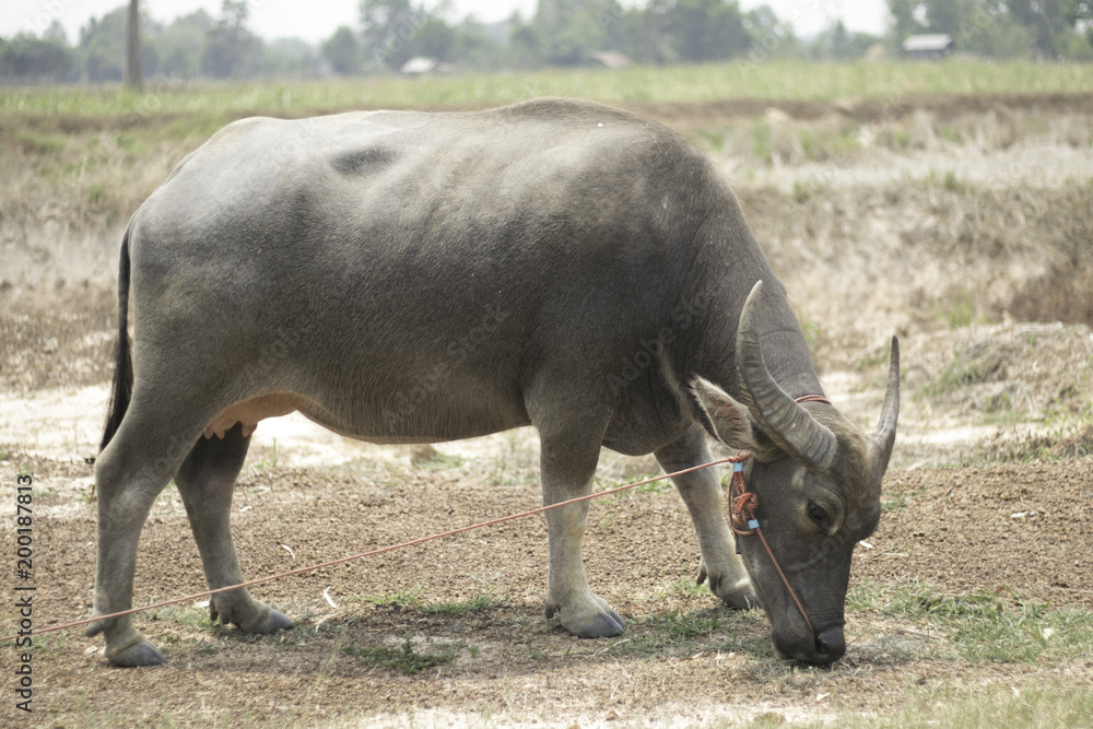 Fototapeta premium Forest buffalo Buffalo herd. buffalo 
