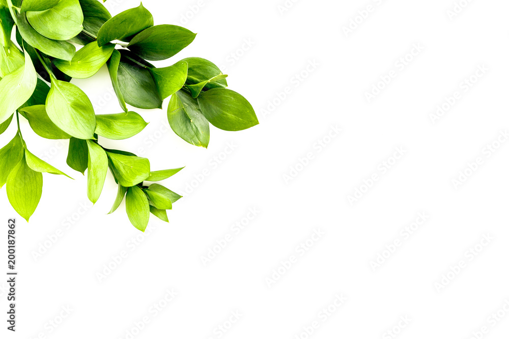 Obraz premium Summer concept. Bright greenery. Sprig with green foliage on white top view space for text