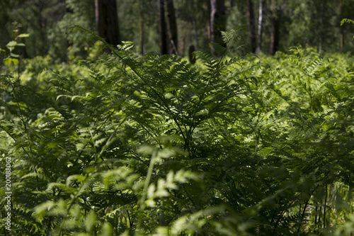 flowers and plants of Siberia