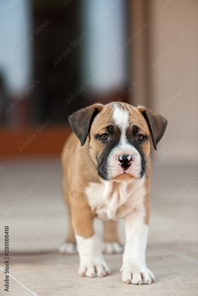 Cute American Staffordshire Terrier Puppy