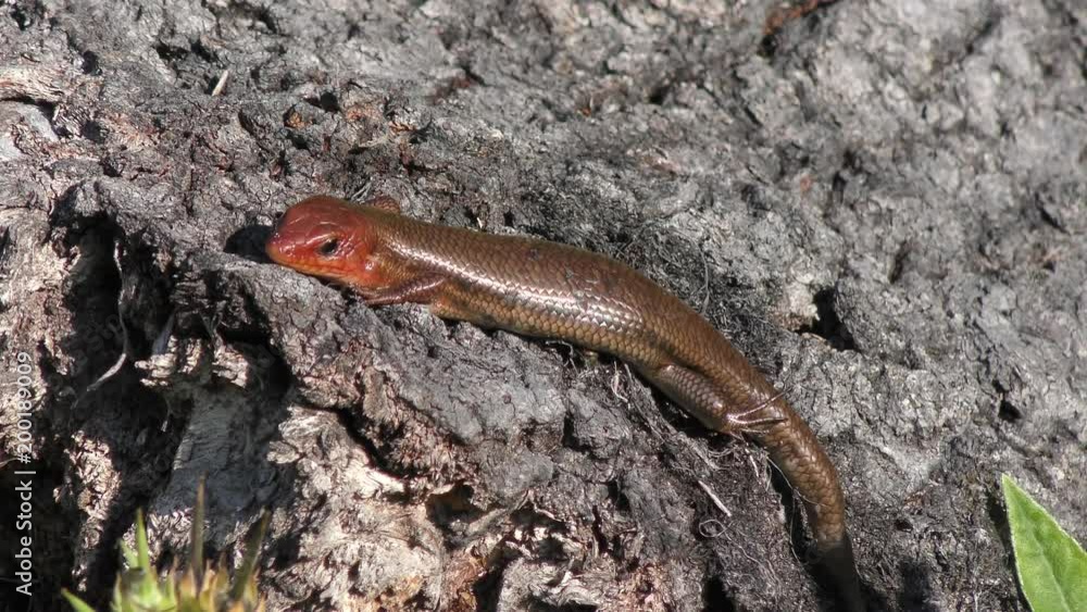 ground skink sunning on a tree ground skink sunning on a tree