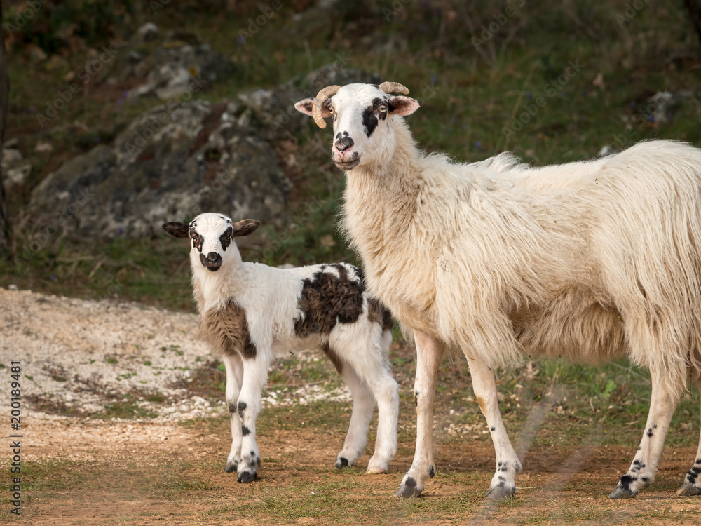 Sheep, lamb on a mediterranean pasture in spring Sheep, lamb on a mediterranean pasture in spring