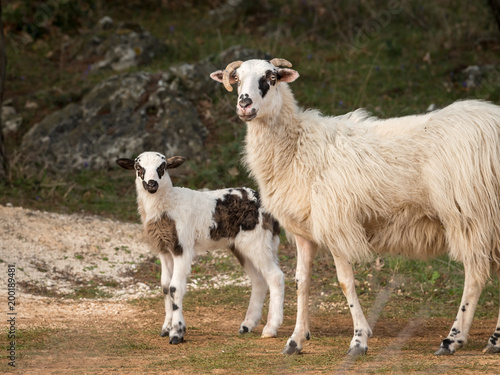 Sheep, lamb on a mediterranean pasture in spring
