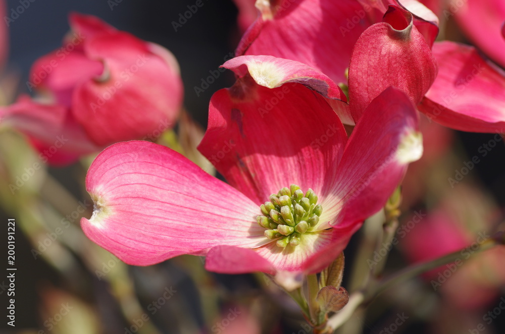 ハナミズキの花