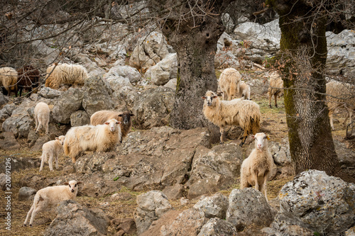 Sheep, lamb on a mediterranean pasture in spring