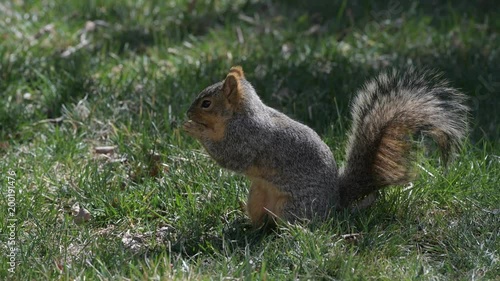 A Cute Fox Squirrel Finding Food in a Grassy Suburban Yard