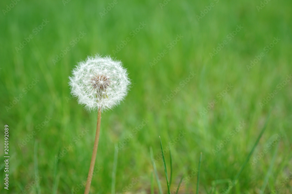 dandelion on green meadow in spring dandelion on green meadow in spring