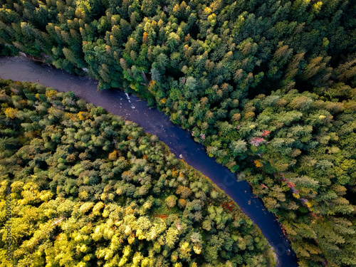 River cutting through forest