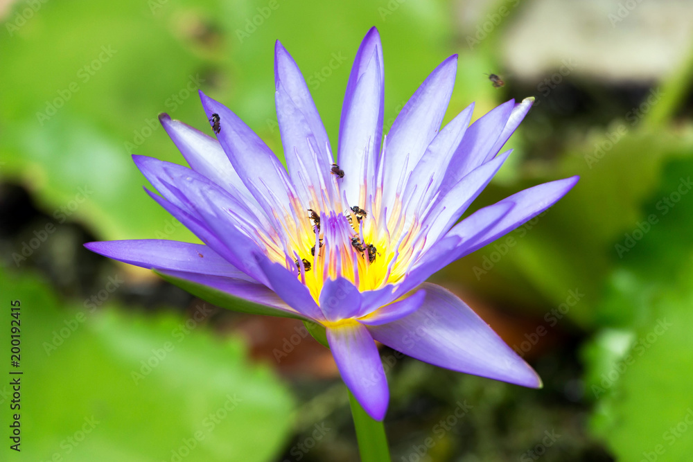 Stingless bee Keeping the juice at the pollen lotus. Stingless bee Keeping the juice at the pollen lotus.