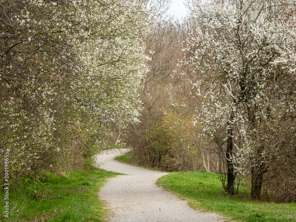 Path through a park in spring, white blossoms Path through a park in spring, white blossoms